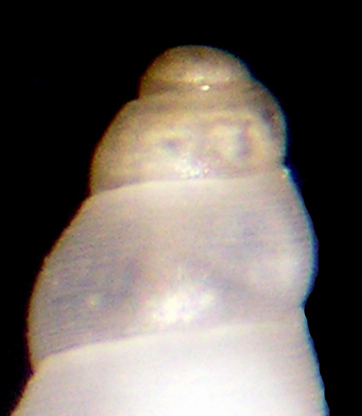 Onoba tarifensis